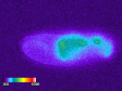 ショウジョウバエの胚発生過程におけるプロモーターアッセイの発光イメージング