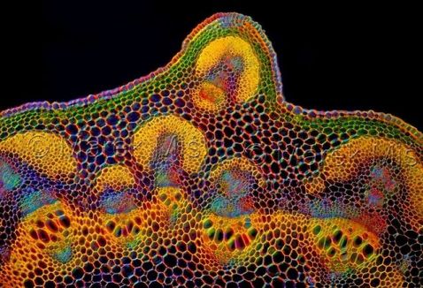 Lathyrus vernus bajo el microscopio