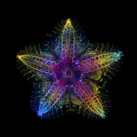 Étoile de mer observée au microscope