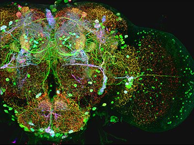 Neuroscience Imaging