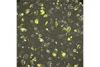 Fluoreszenz-, Phasenkontrast- und Biolumineszenz-Bildgebung lebender, auf einem Kunststoffboden inkubierter Zellen unter Verwendung eines 20X Phasenkontrastobjektivs mit hoher numerischer Apertur (NA)