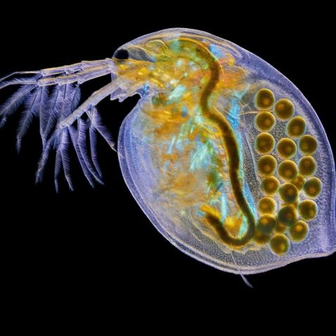 water flea with eggs