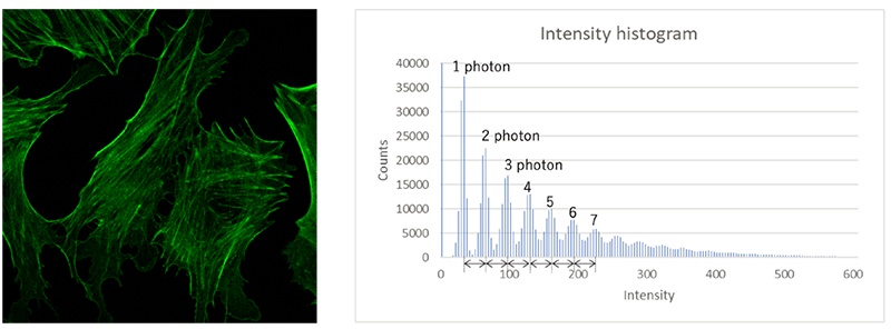 Fig.13 Fluoresces image acquired by FV4000 SilVIR and its pixel intensity histogram.