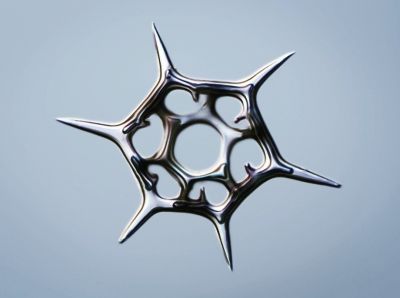 silicoflagellate