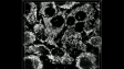 HeLa cells labeled by MitoView 720