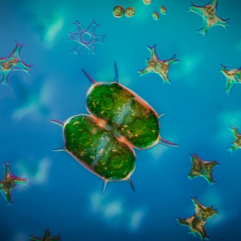 Green alga under the microscope