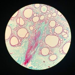 Spinach root cross-section