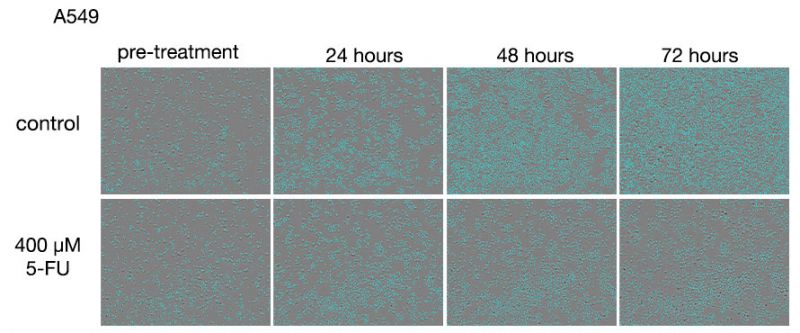 图 1. 5-FU 药物处理后 A549 细胞的图像。