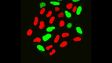 FV3000: Cell Segmentation Animation