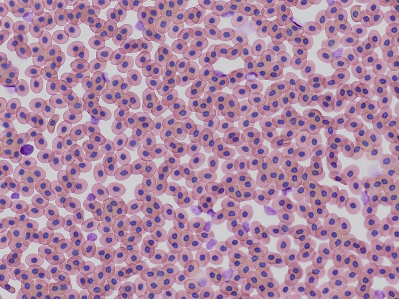 Imagem de aplicação de células sanguíneas de Xenopus