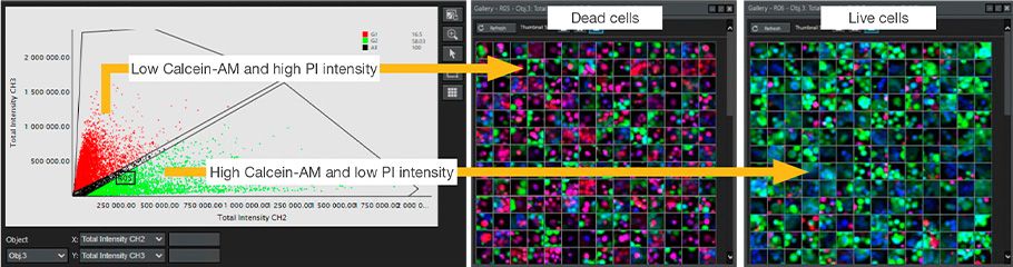 Figure 3. NoviSight analysis for live/dead classification using Calcein-AM/PI intensity