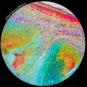Pentachrome stain under the microscope
