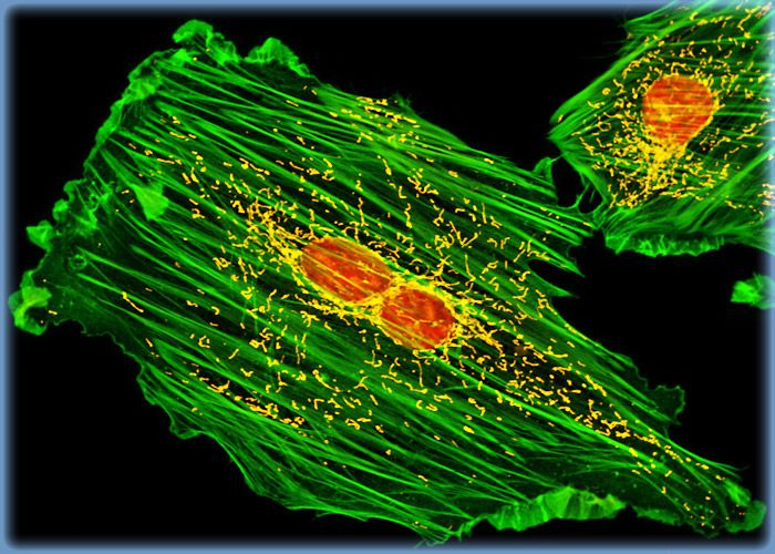 Mitochondria, Actin, And DNA Distribution In A-10 Myoblasts | Olympus LS