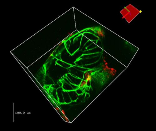 Zebrafischlarven und Verteilung von Nanopartikeln in Zebrafischen