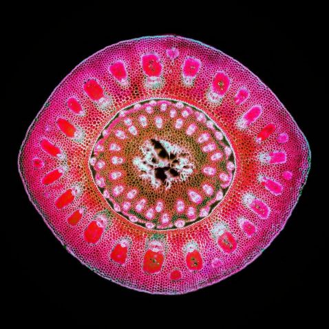 Cross-section of Dactylis under the microscope