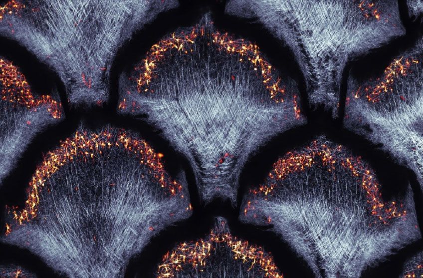Snakeskin under a microscope for Olympus’ global image of the year contest