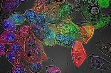 Hyperspectral and Brightfield Imaging Combined with Deep Learning Uncover Hidden Regularities of Colors and Patterns in Cells and Tissues