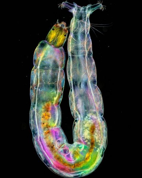 Midge larva under the microscope