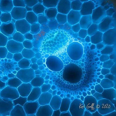 Junco de pântano visto por um microscópio de fluorescência