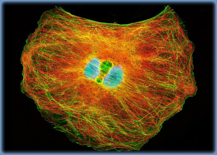 Distribution of Actin and Microtubules in OK Cells