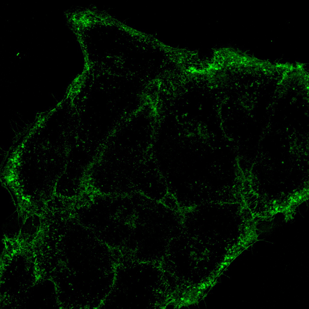 Cell membran (AF488; green)