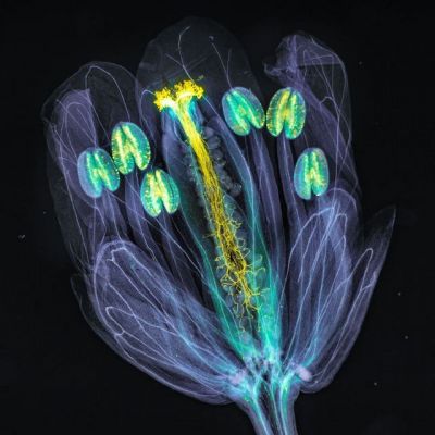 Flor de Arabidopsis thaliana vista através de um microscópio