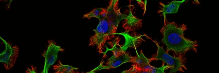 Fluoreszenz-Imaging von Lebendzellen