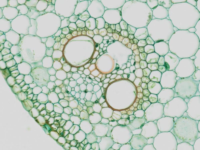옥수수 줄기 세포의 적용 이미지