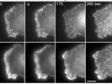 TIRF Imaging of Changes in Membrane Morphology and Molecular Dynamics